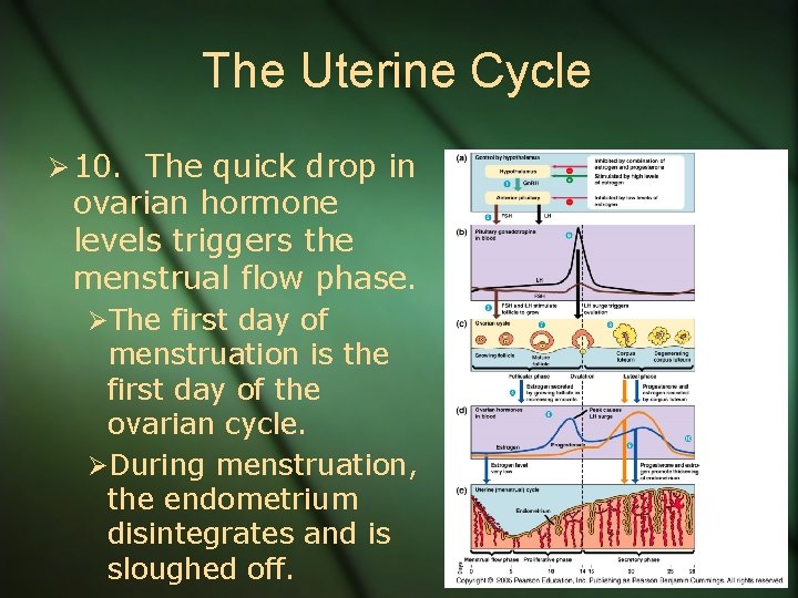 The Uterine Cycle Ø 10. The quick drop in ovarian hormone levels triggers the
