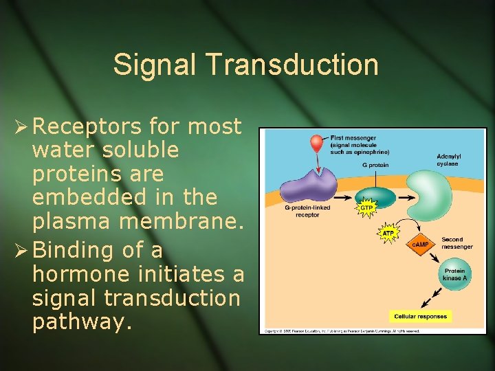 Signal Transduction Ø Receptors for most water soluble proteins are embedded in the plasma