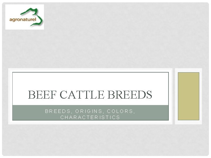 BEEF CATTLE BREEDS, ORIGINS, COLORS, CHARACTERISTICS 