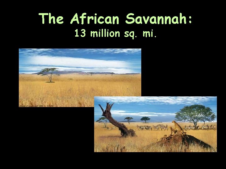 The African Savannah: 13 million sq. mi. 