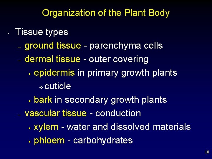 Organization of the Plant Body • Tissue types – ground tissue - parenchyma cells