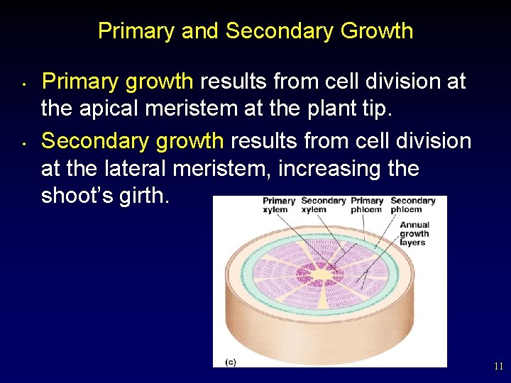 Primary and Secondary Growth • • Primary growth results from cell division at the