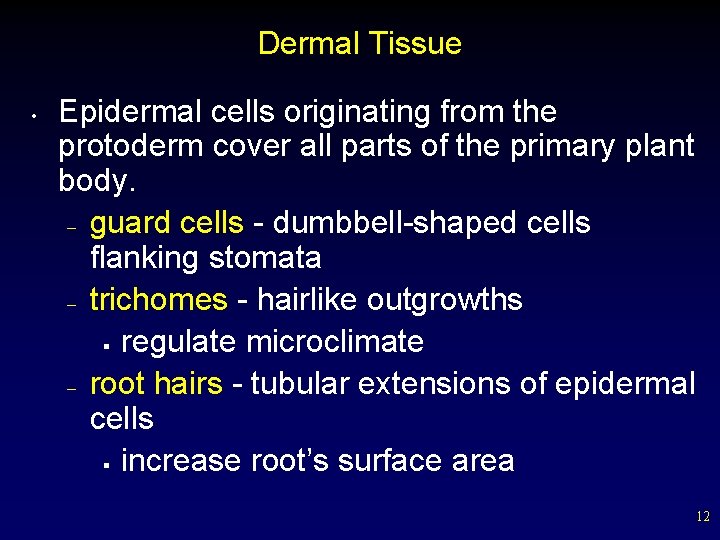 Dermal Tissue • Epidermal cells originating from the protoderm cover all parts of the