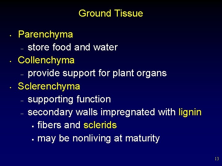 Ground Tissue • • • Parenchyma – store food and water Collenchyma – provide