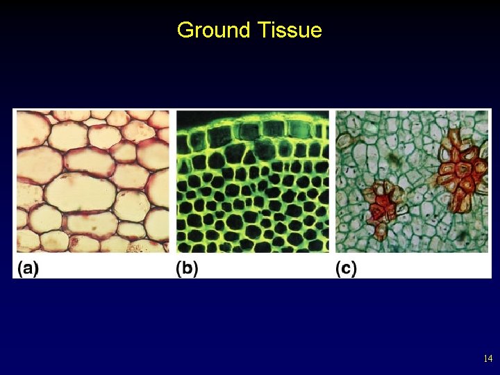 Ground Tissue 14 