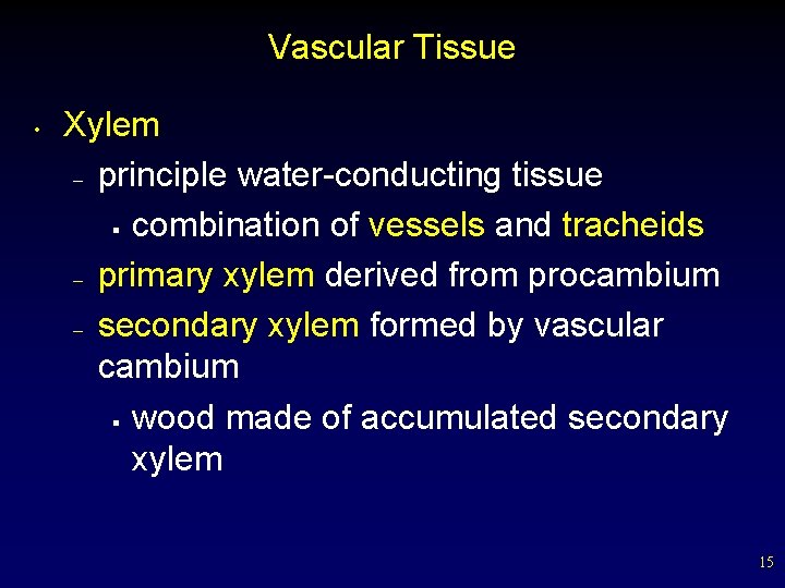 Vascular Tissue • Xylem – principle water-conducting tissue § combination of vessels and tracheids