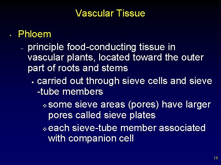 Vascular Tissue • Phloem – principle food-conducting tissue in vascular plants, located toward the