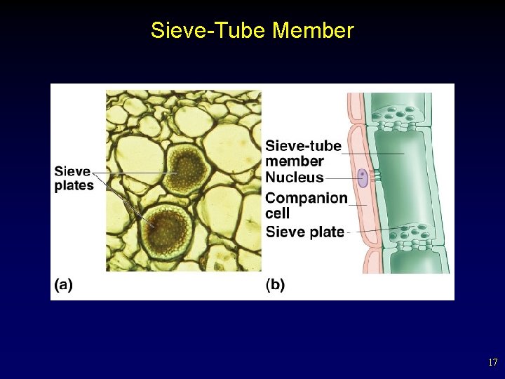 Sieve-Tube Member 17 