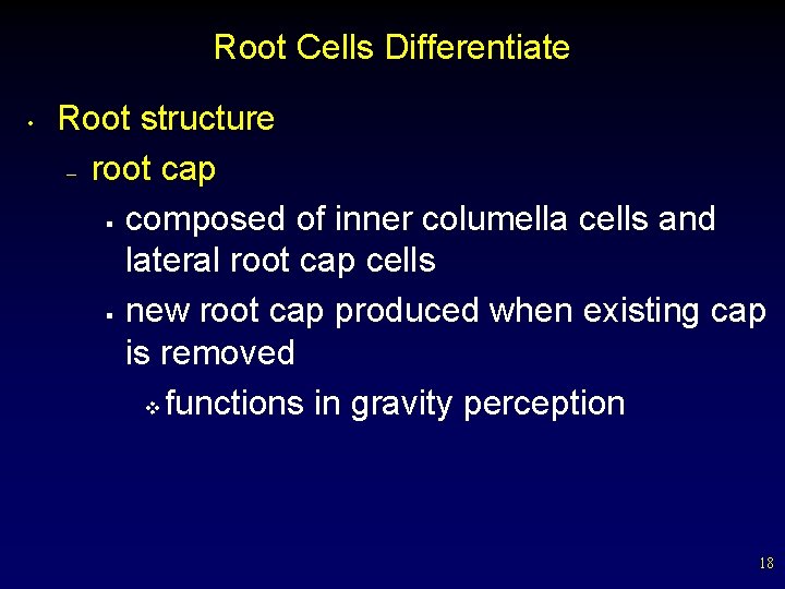 Root Cells Differentiate • Root structure – root cap § composed of inner columella