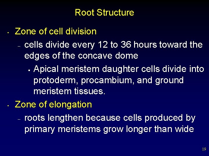 Root Structure • • Zone of cell division – cells divide every 12 to