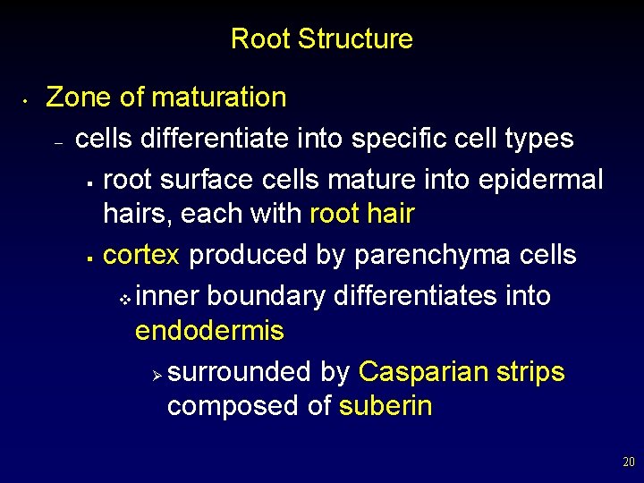 Root Structure • Zone of maturation – cells differentiate into specific cell types §