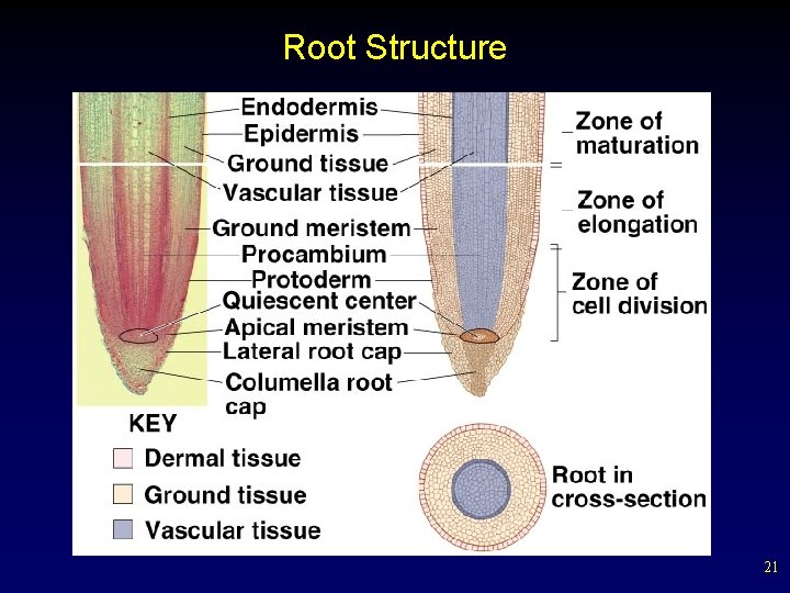 Root Structure 21 