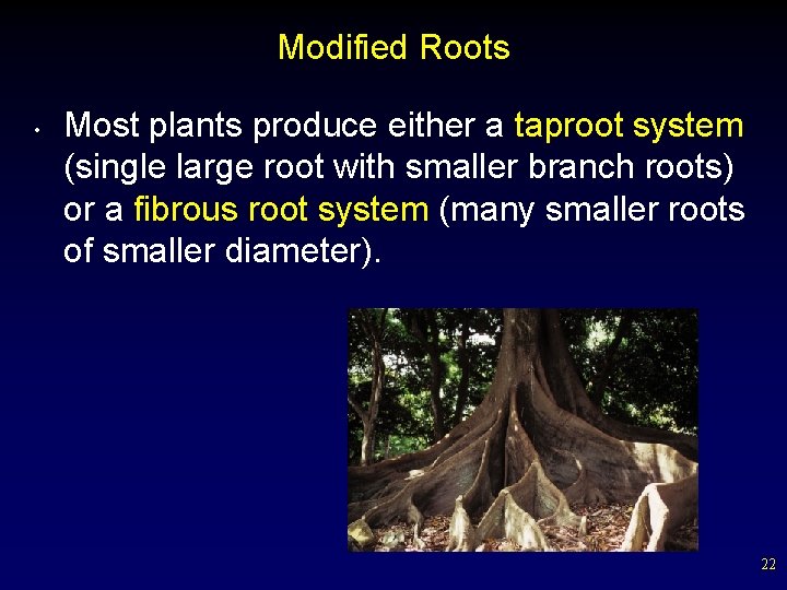 Modified Roots • Most plants produce either a taproot system (single large root with