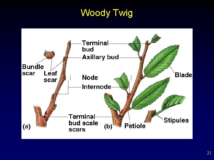 Woody Twig 23 