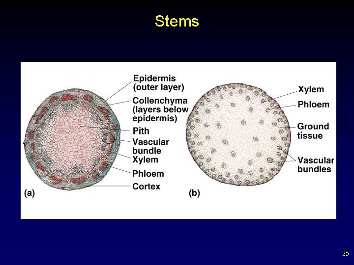 Stems 25 