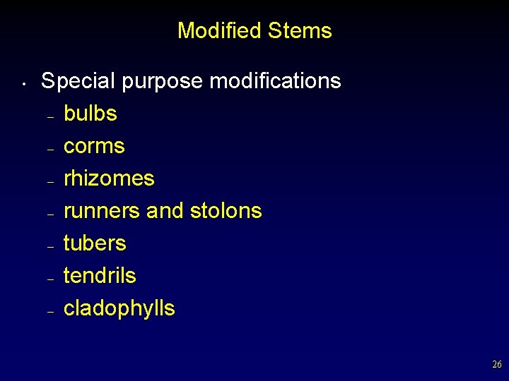 Modified Stems • Special purpose modifications – bulbs – corms – rhizomes – runners