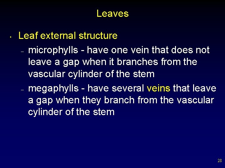 Leaves • Leaf external structure – microphylls - have one vein that does not