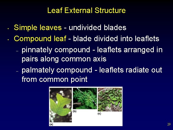 Leaf External Structure • • Simple leaves - undivided blades Compound leaf - blade