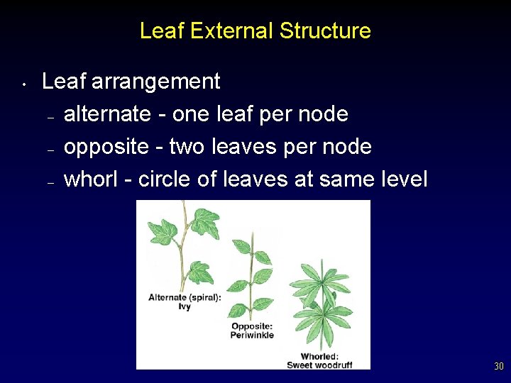 Leaf External Structure • Leaf arrangement – alternate - one leaf per node –