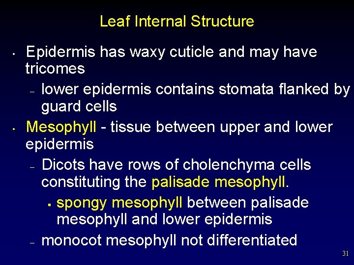 Leaf Internal Structure • • Epidermis has waxy cuticle and may have tricomes –