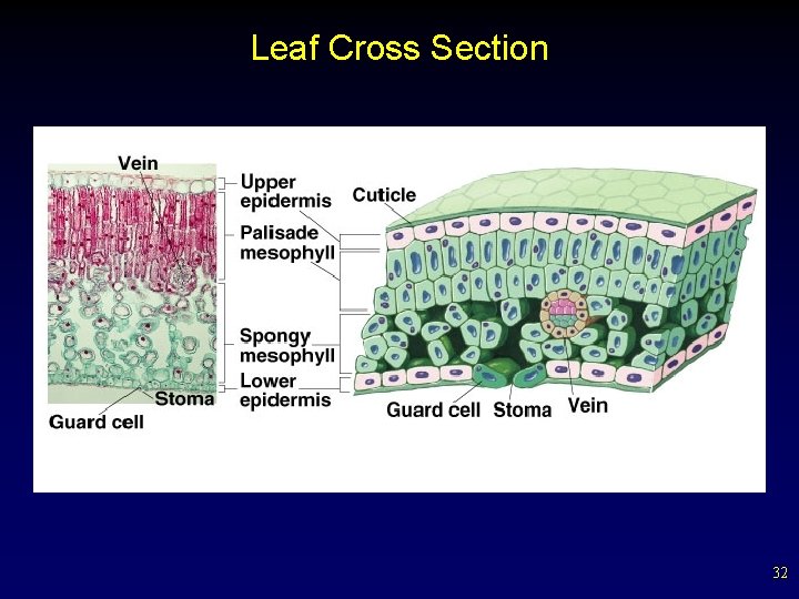 Leaf Cross Section 32 