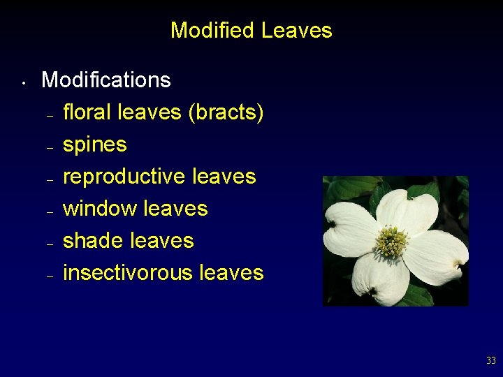 Modified Leaves • Modifications – floral leaves (bracts) – spines – reproductive leaves –