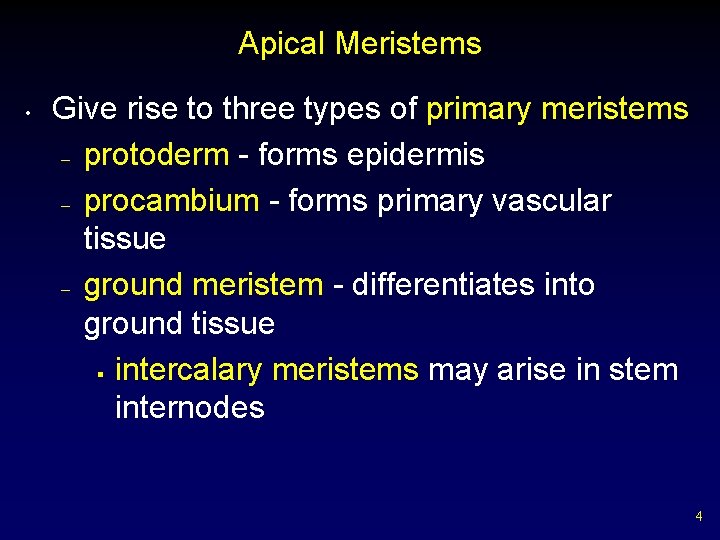 Apical Meristems • Give rise to three types of primary meristems – protoderm -