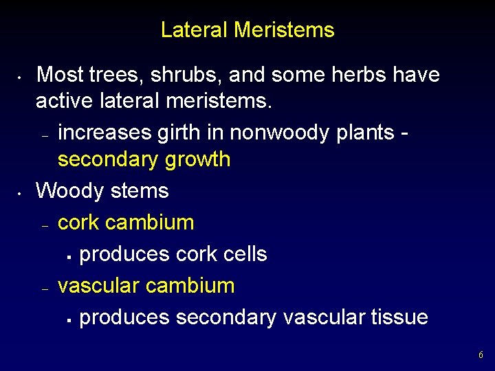 Lateral Meristems • • Most trees, shrubs, and some herbs have active lateral meristems.