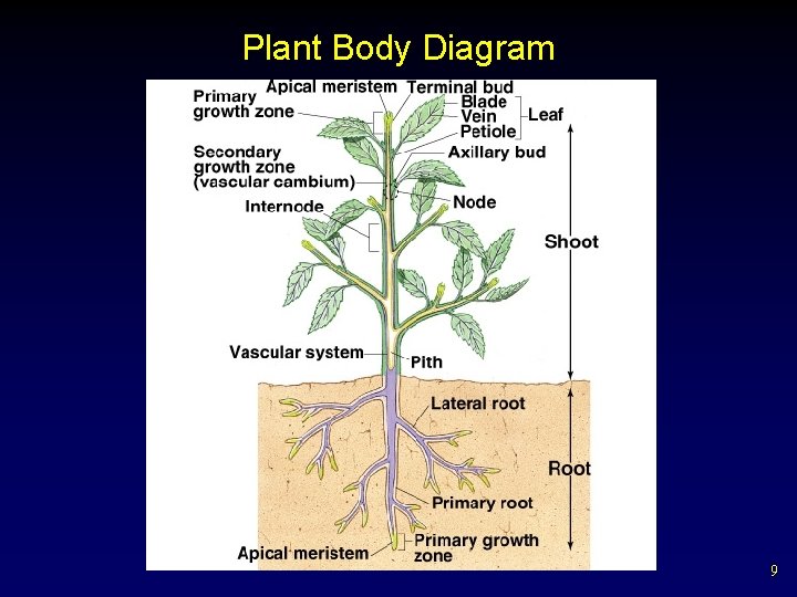 Plant Body Diagram 9 