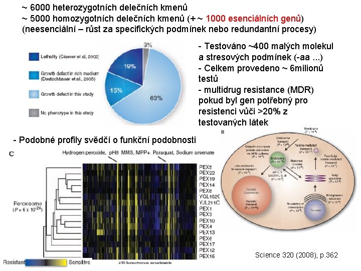 ~ 6000 heterozygotních delečních kmenů ~ 5000 homozygotních delečních kmenů (+ ~ 1000 esenciálních