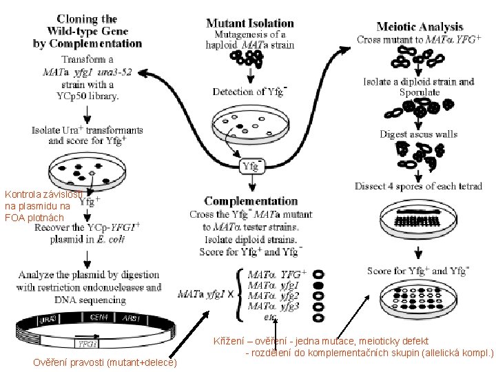 Kontrola závislosti na plasmidu na FOA plotnách Ověření pravosti (mutant+delece) Křížení – ověření -