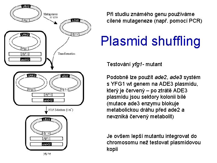 Při studiu známého genu používáme cílené mutageneze (např. pomocí PCR) Plasmid shuffling Testování yfg