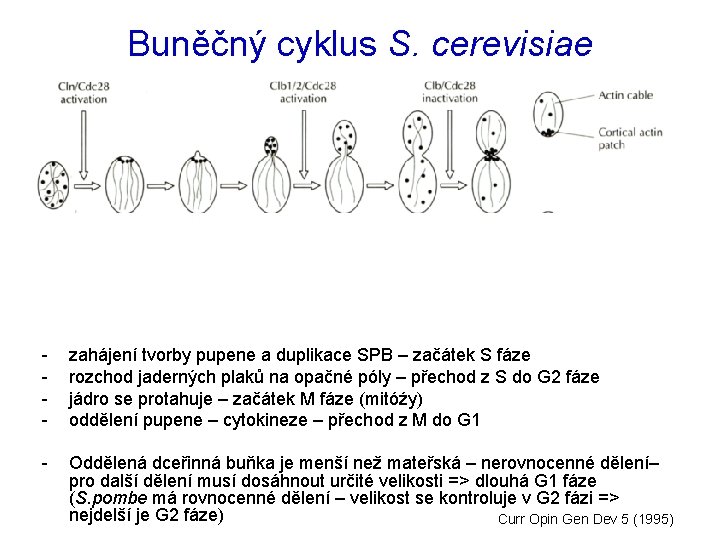 Buněčný cyklus S. cerevisiae - Generovali teplotně-citlivé mutanty, z kterých vybírali kmeny zastavující v