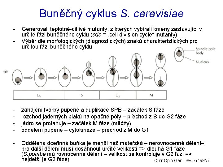 Buněčný cyklus S. cerevisiae - Generovali teplotně-citlivé mutanty, z kterých vybírali kmeny zastavující v