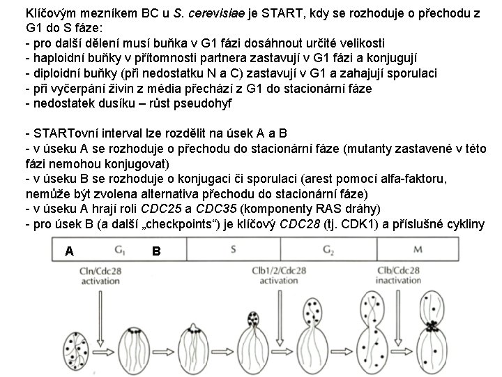 Klíčovým mezníkem BC u S. cerevisiae je START, kdy se rozhoduje o přechodu z