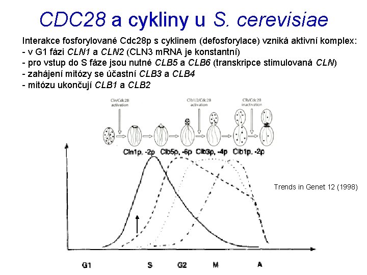 CDC 28 a cykliny u S. cerevisiae Interakce fosforylované Cdc 28 p s cyklinem