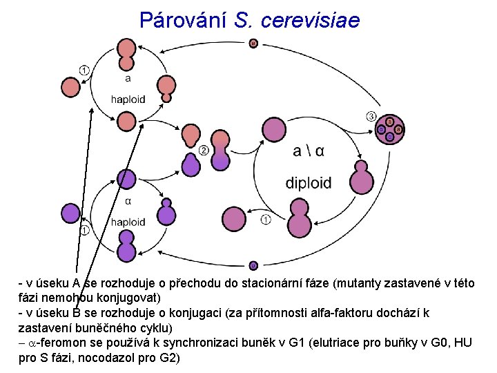 Párování S. cerevisiae - v úseku A se rozhoduje o přechodu do stacionární fáze