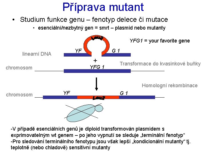 Příprava mutant • Studium funkce genu – fenotyp delece či mutace • esenciální/nezbytný gen