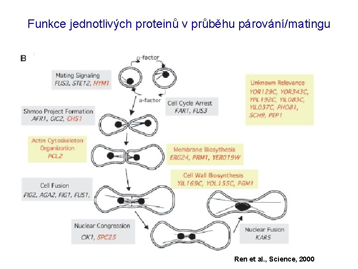 Funkce jednotlivých proteinů v průběhu párování/matingu Ren et al. , Science, 2000 