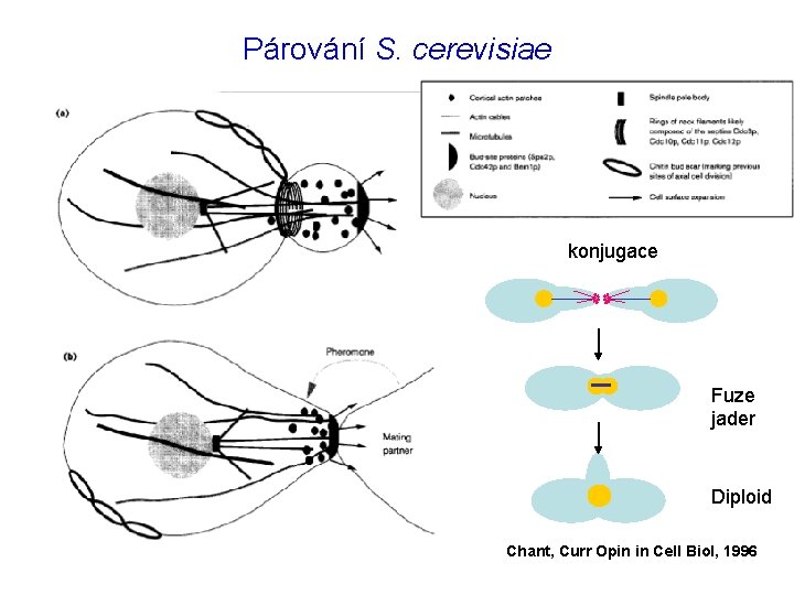 Párování S. cerevisiae konjugace Fuze jader Diploid Chant, Curr Opin in Cell Biol, 1996