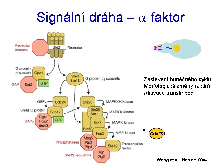 Signální dráha – a faktor Zastavení buněčného cyklu Morfologické změny (aktin) Aktivace transkripce Cdc