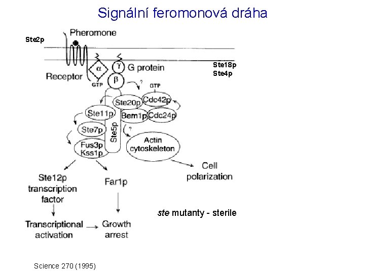 Signální feromonová dráha Ste 2 p Ste 18 p Ste 4 p ste mutanty