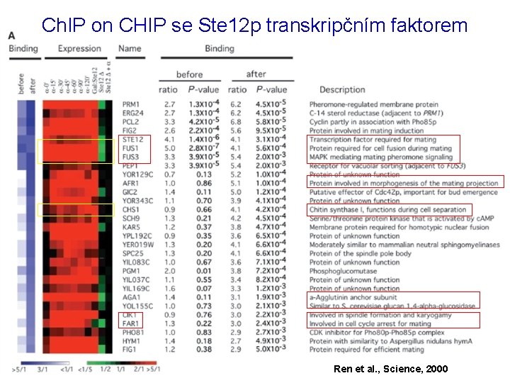 Ch. IP on CHIP se Ste 12 p transkripčním faktorem Ren et al. ,