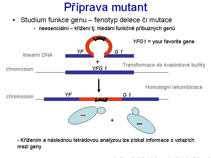 Příprava mutant • Studium funkce genu – fenotyp delece či mutace • neesenciální –