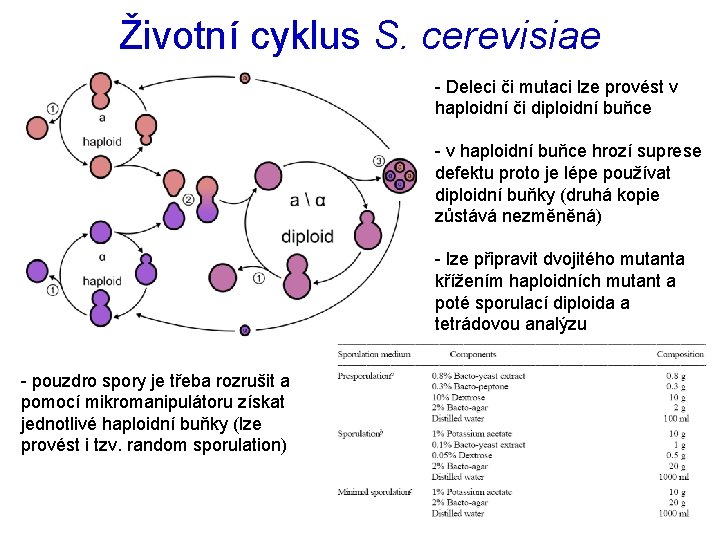 Životní cyklus S. cerevisiae - Deleci či mutaci lze provést v haploidní či diploidní