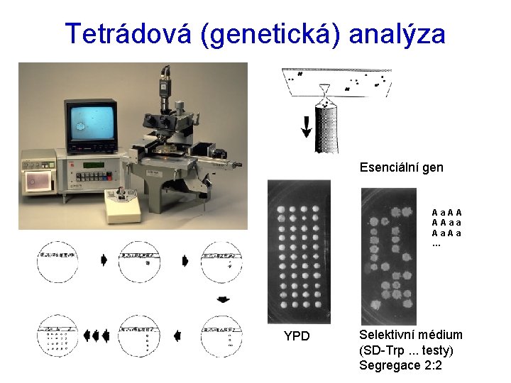 Tetrádová (genetická) analýza Esenciální gen Aa. AA AAaa Aa. Aa … YPD Selektivní médium