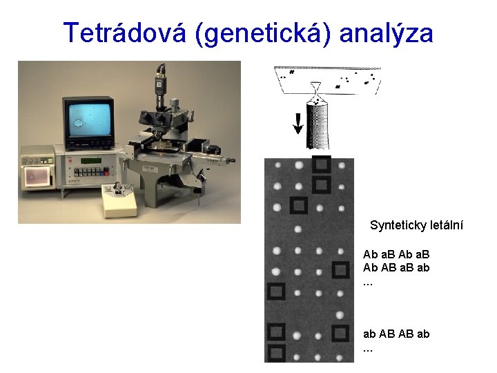 Tetrádová (genetická) analýza Synteticky letální Ab a. B Ab AB a. B ab …