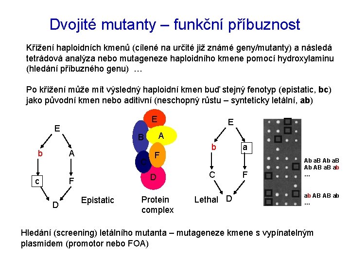 Dvojité mutanty – funkční příbuznost Křížení haploidních kmenů (cílené na určité již známé geny/mutanty)