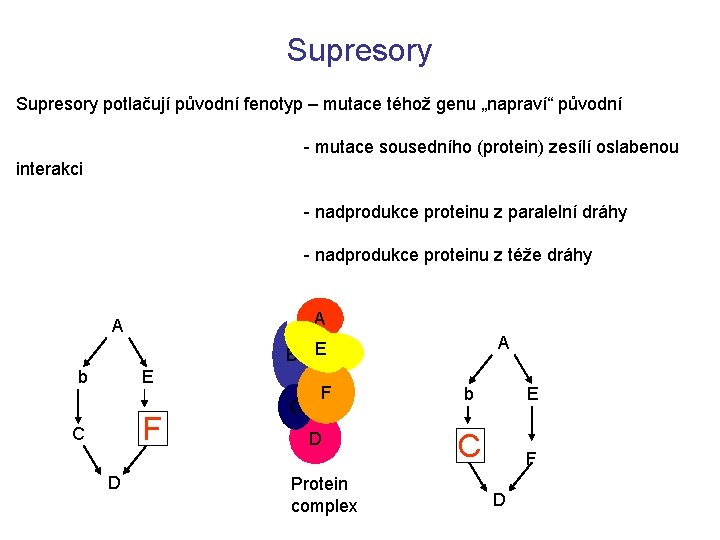 Supresory potlačují původní fenotyp – mutace téhož genu „napraví“ původní - mutace sousedního (protein)