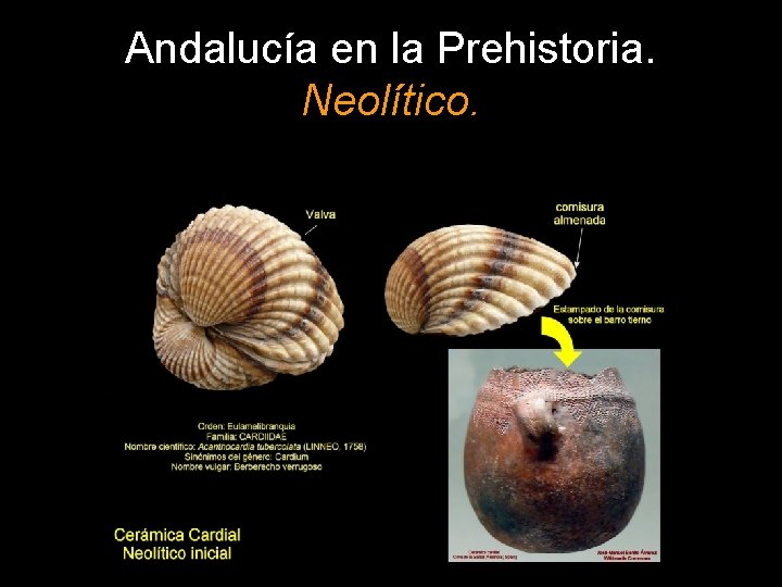 Andalucía en la Prehistoria. Neolítico. 